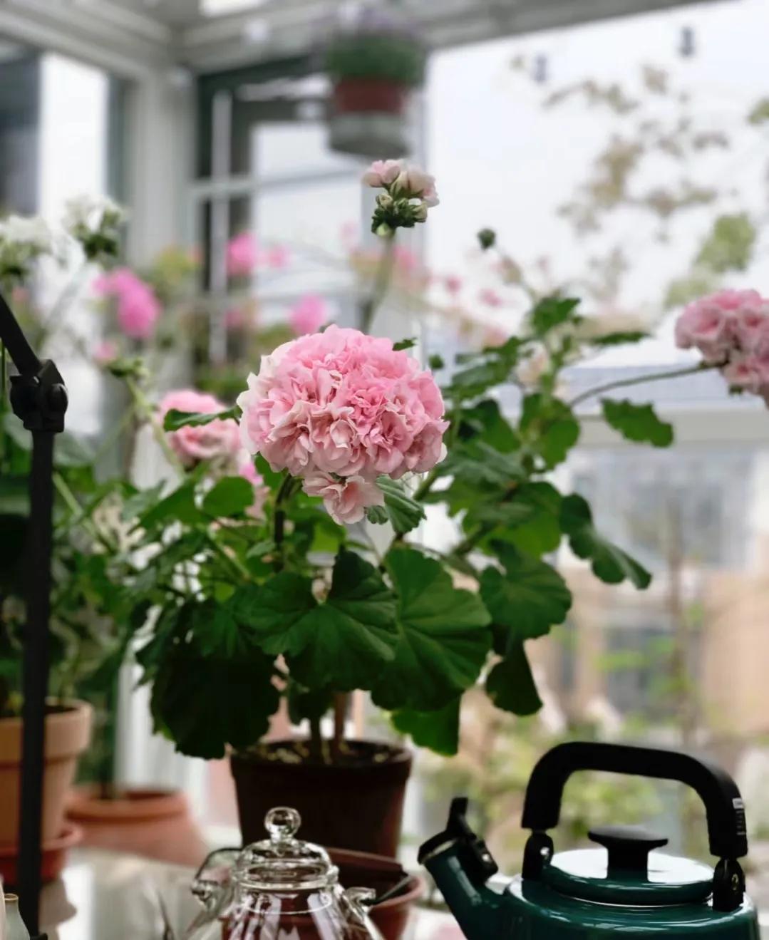 90后姑娘回家改造楼顶花园,5000元楼顶造花园