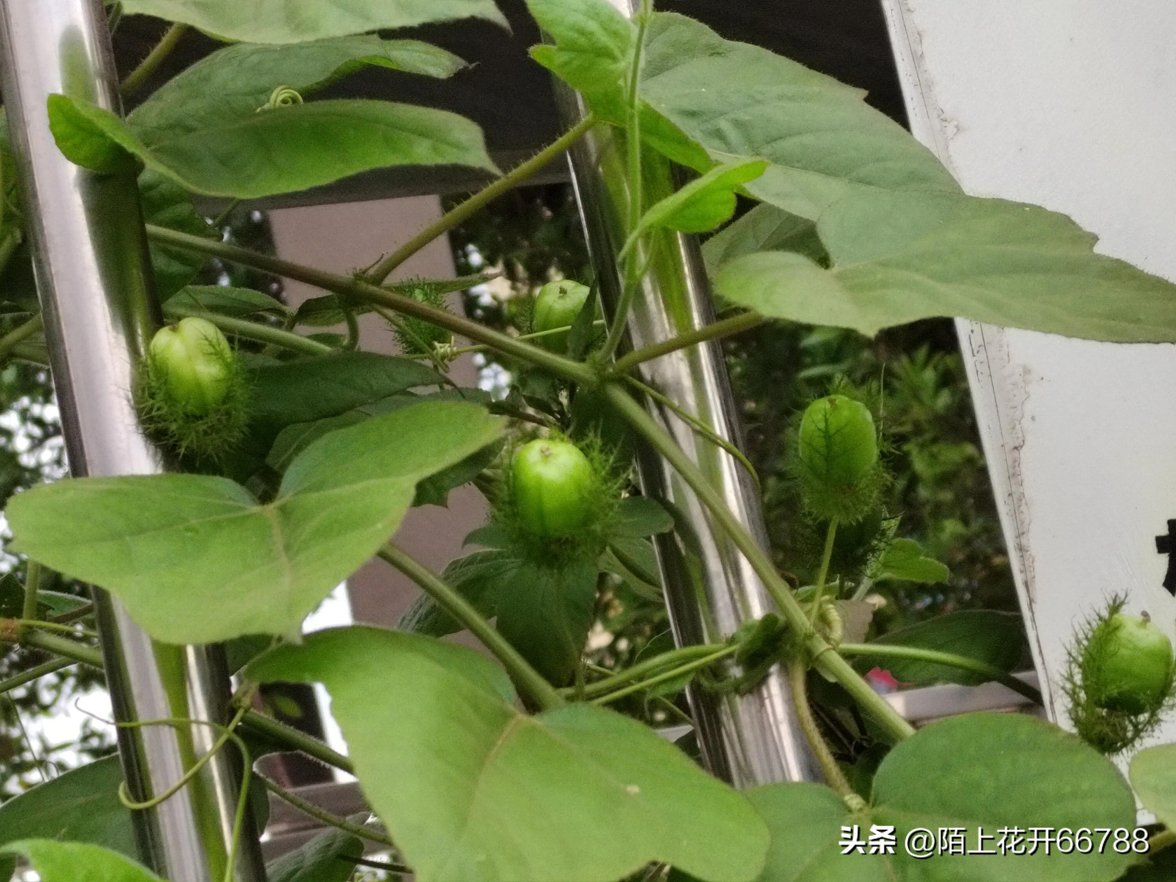 靠独特香味吸食昆虫的龙珠花精美绝伦,果实药用价值很高