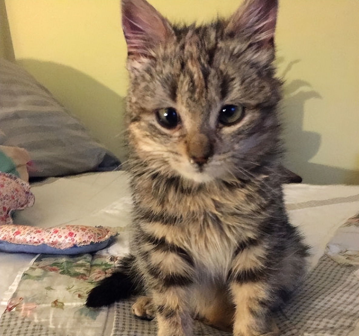 捡回来的流浪猫目光呆滞躲在角落,捡到一只爬满虫的流浪猫