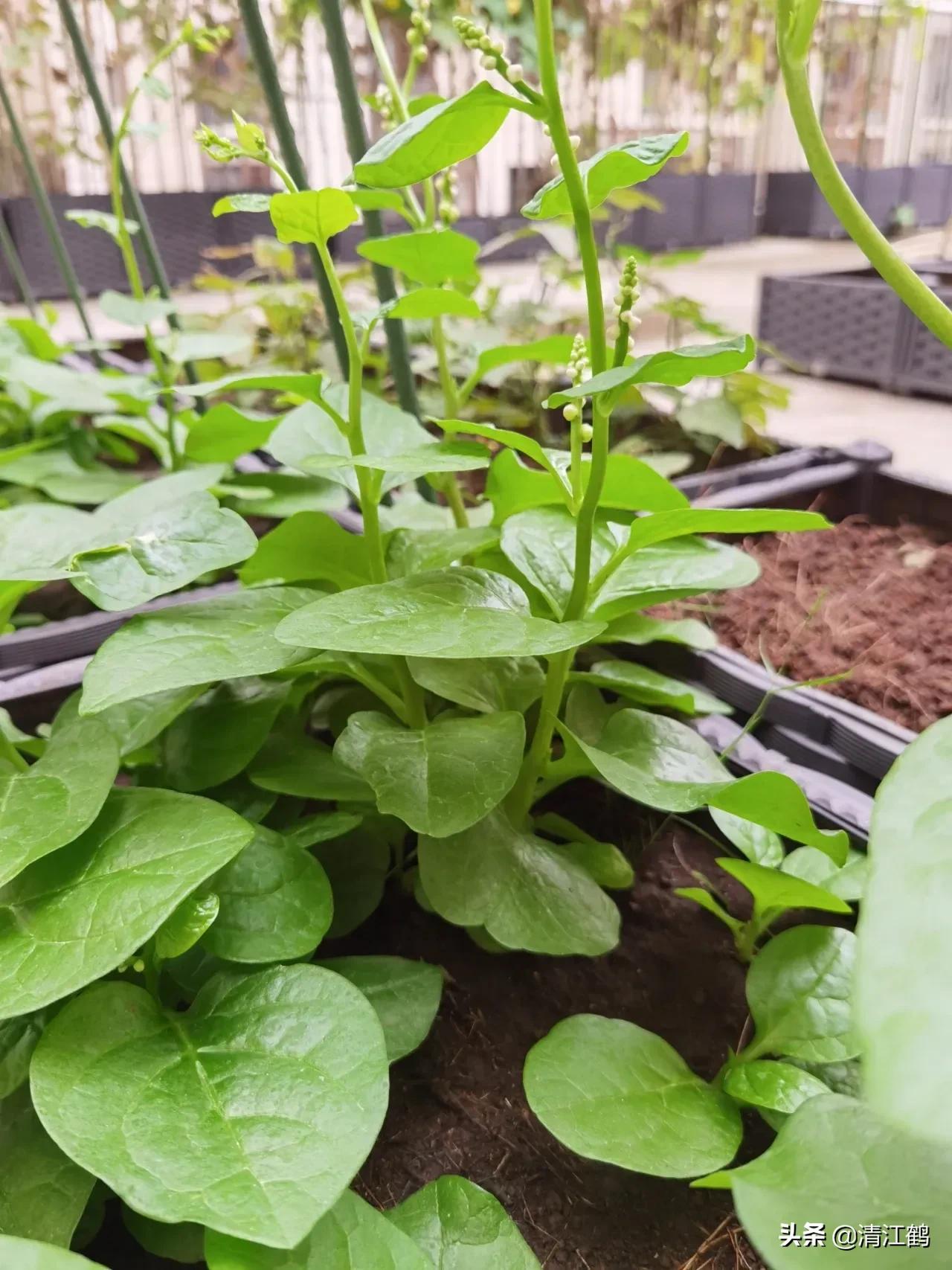 木耳菜的种子怎么脱毒,木耳菜是怎样催芽的