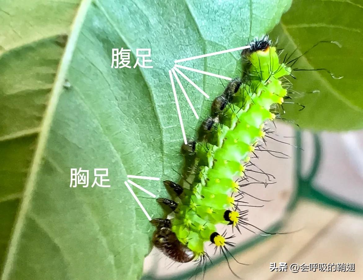 绿尾大蚕蛾怎么样驱除,大蚕蛾饲养记录