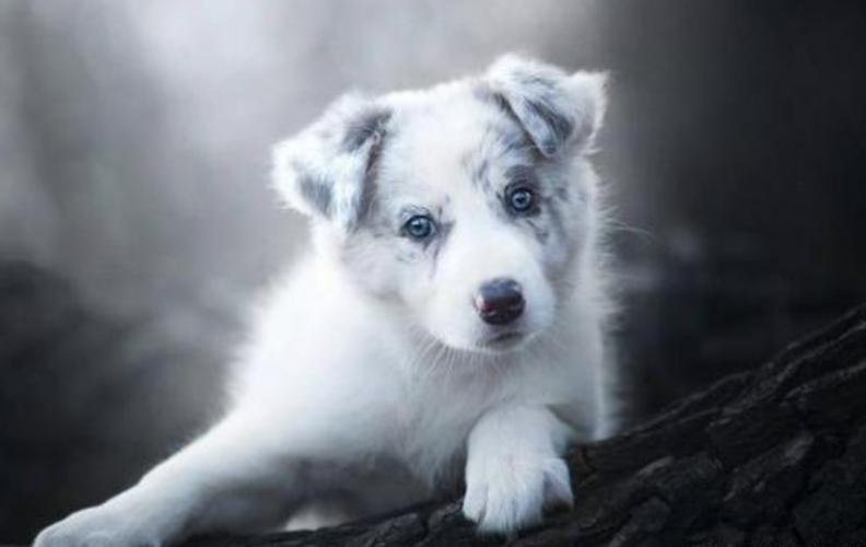 宠物去世很难过,宠物离世我们应该如何面对