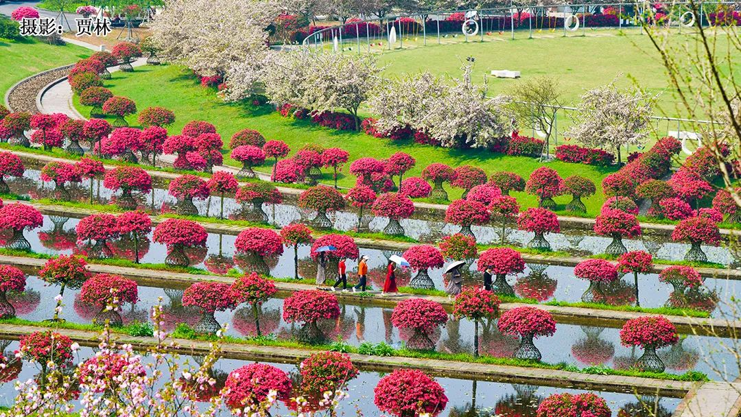 花卡特惠,新春钜惠不容错过