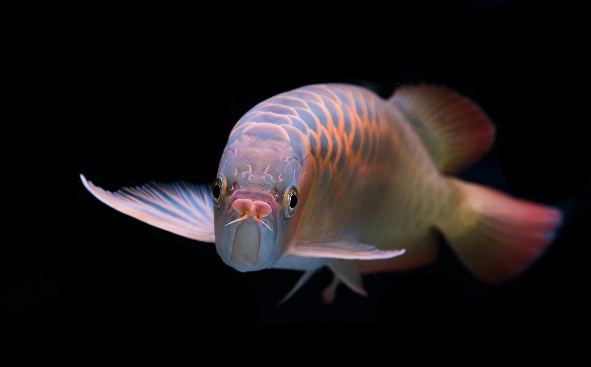 龙鱼鳍上长痘痘,龙鱼尾长痘痘