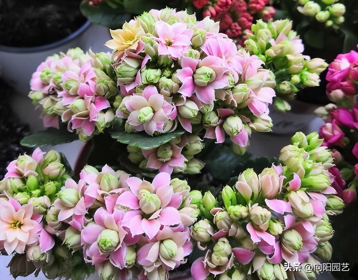 十大最省钱年宵花,最有面的年宵花