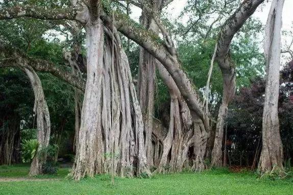 绞杀榕植物图片,绞杀榕树