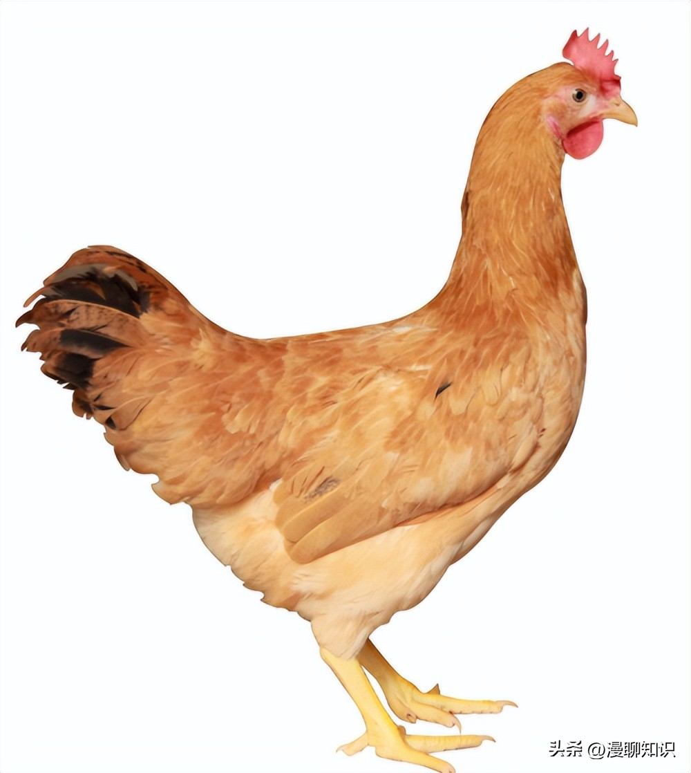 鸡沙门菌能引起鸡白痢吗,鸡白痢沙门氏菌病的研究进展