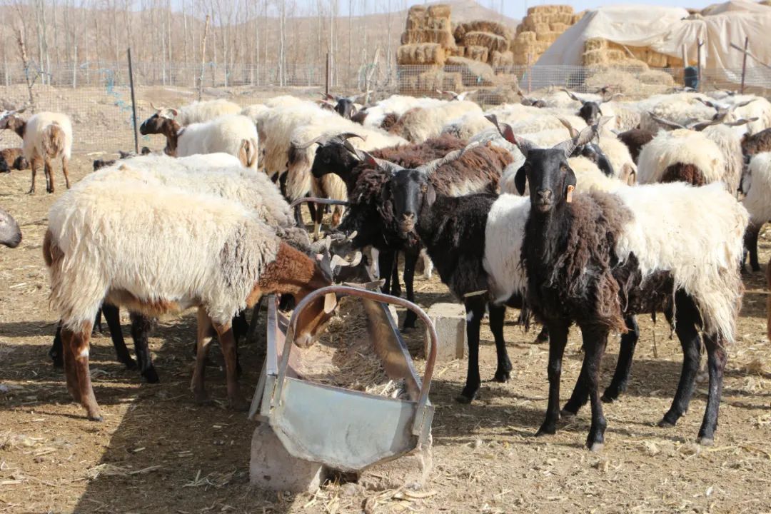 三抓三促行动下一步打算,三抓三促行动实施方案