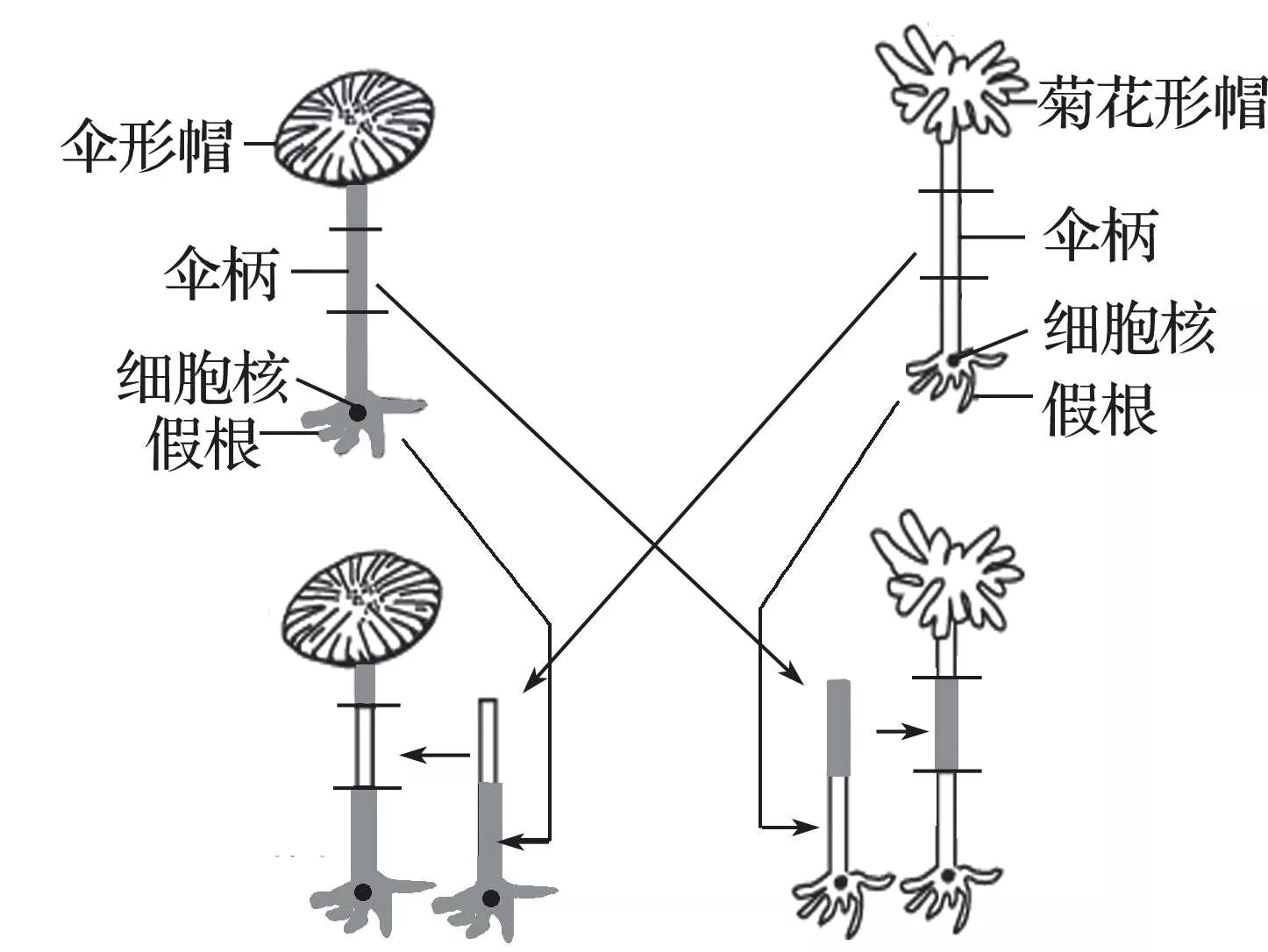 高中生物知识点易错音频,高中生物易错题400道