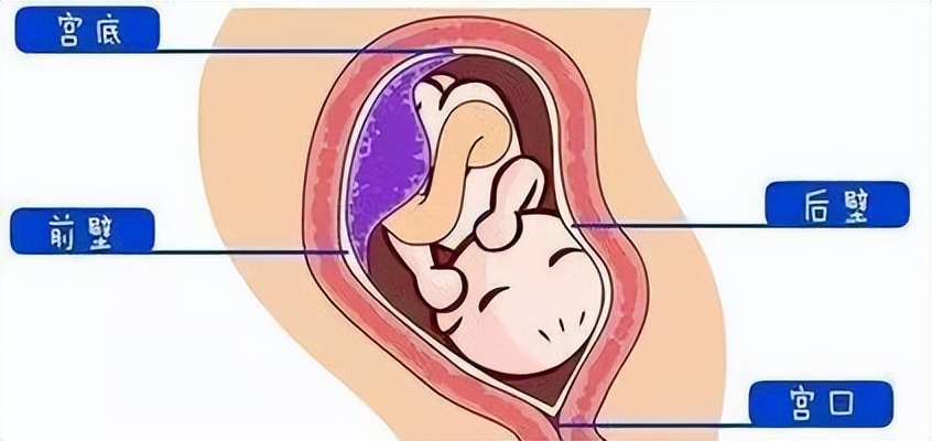 胎儿在母亲肚子里会排便吗,胎儿在妈妈肚子里是怎么排泄的