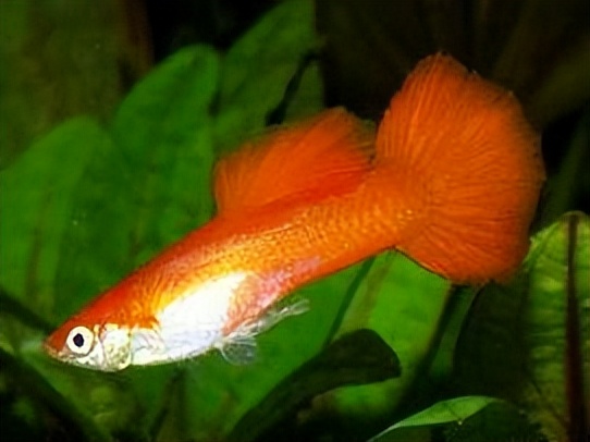 孔雀鱼里观赏性好的母鱼,孔雀鱼大全这些你都认识吗
