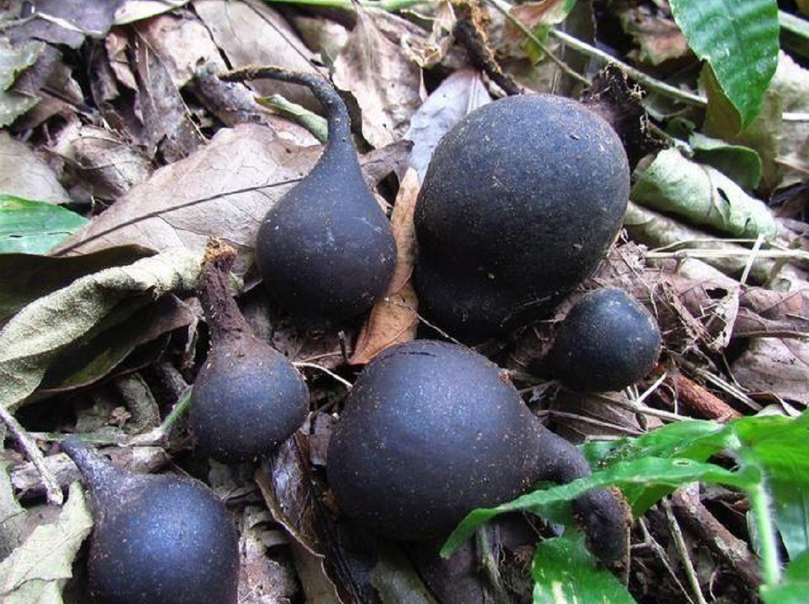 白蚁家族中的大熊猫,白蚁培育的黑色菌类