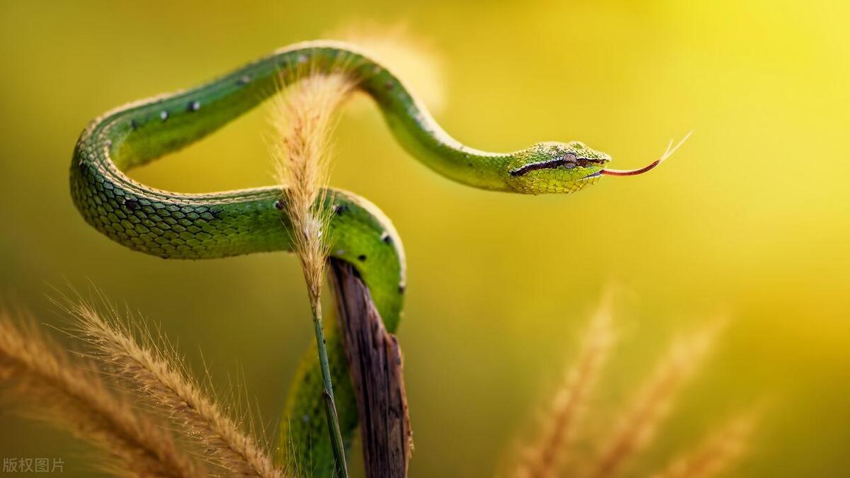 一般的蛇最怕的是什么,蛇最怕一个东西是什么