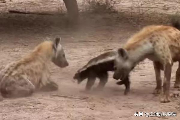 平头哥真的比狮子厉害吗,为什么平头哥连狮子都不怕