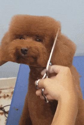 谁懂啊！回南天的养狗人家，惨过住鸡圈！pang臭！