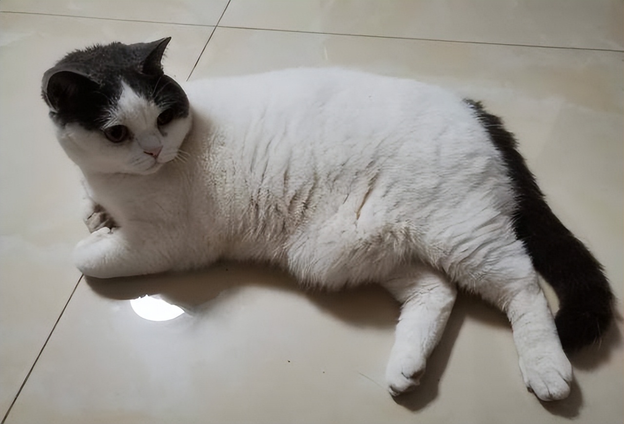 猫咪常见寄生虫病的介绍,猫咪寄生虫感染什么症状