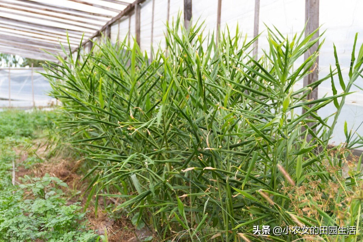 家庭种植生姜方法用什么桶,小家庭生姜种植方法