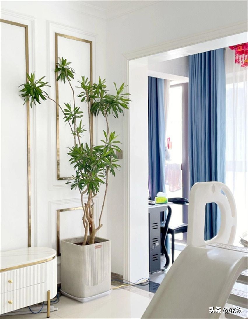 客厅放绿植好养吗,客厅放绿植有什么忌讳