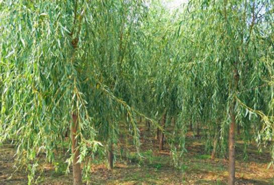 柳树七月份扦插育苗可以成活吗,柳树扦插育苗