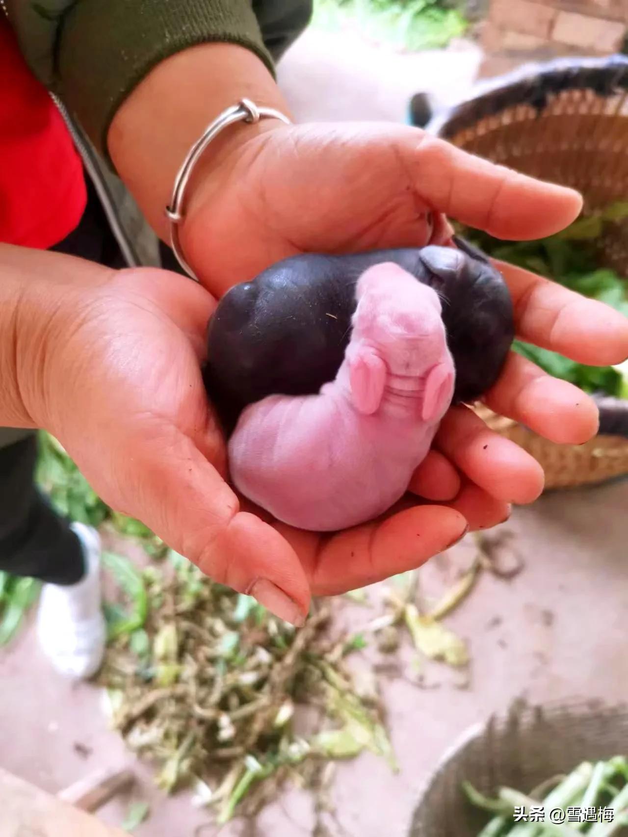 刚出生的小兔子怎么喂养,刚出生的小兔子怎么人工喂奶