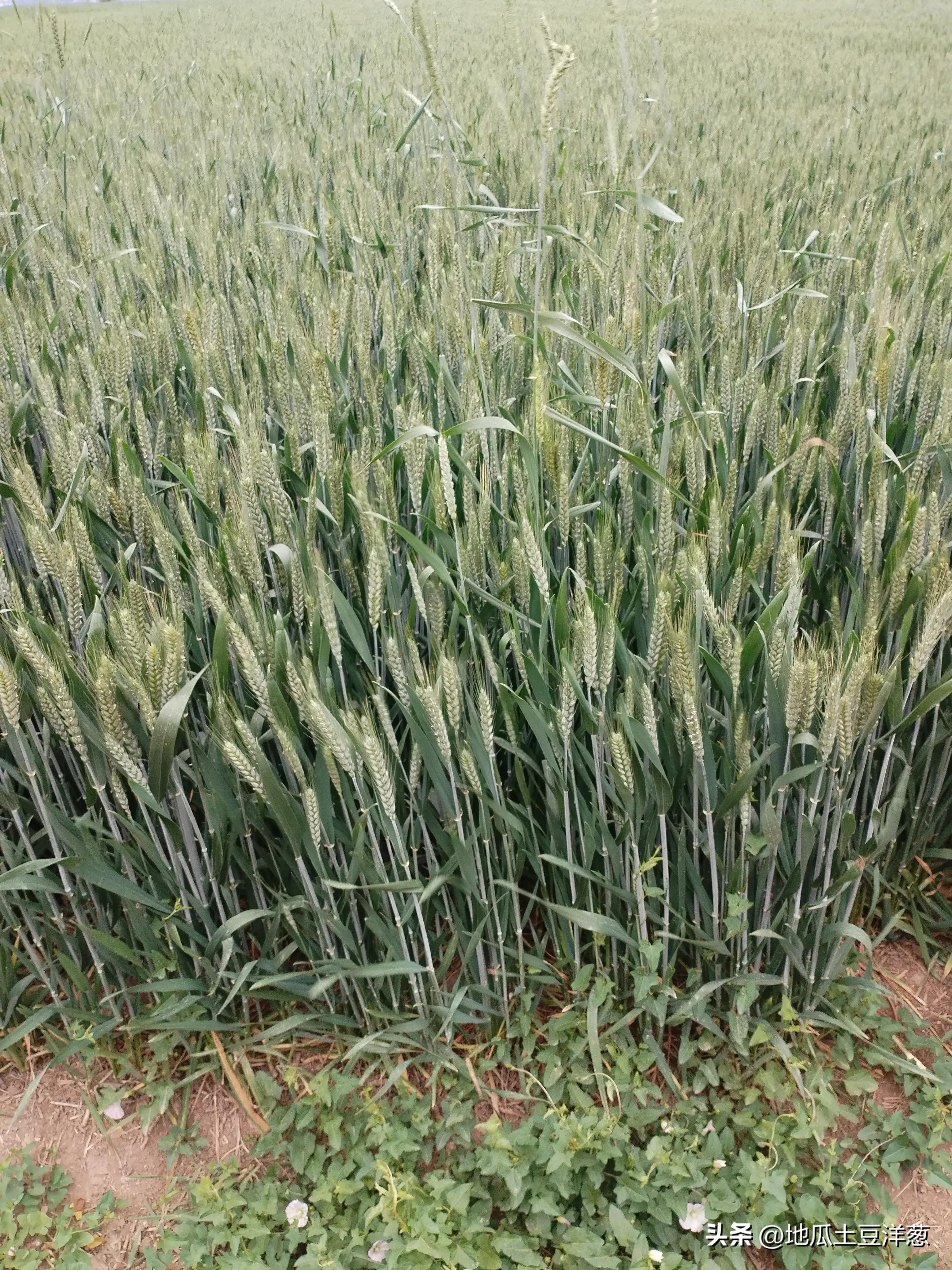 寿比南山是多少岁,寿比南山福如海下一句是什么