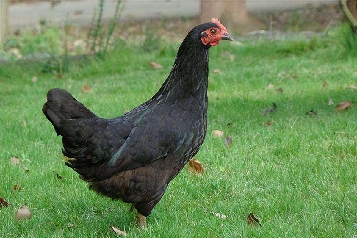 绿壳蛋鸡的养殖方法和注意事项,养100只绿壳蛋鸡一年能有多少利润