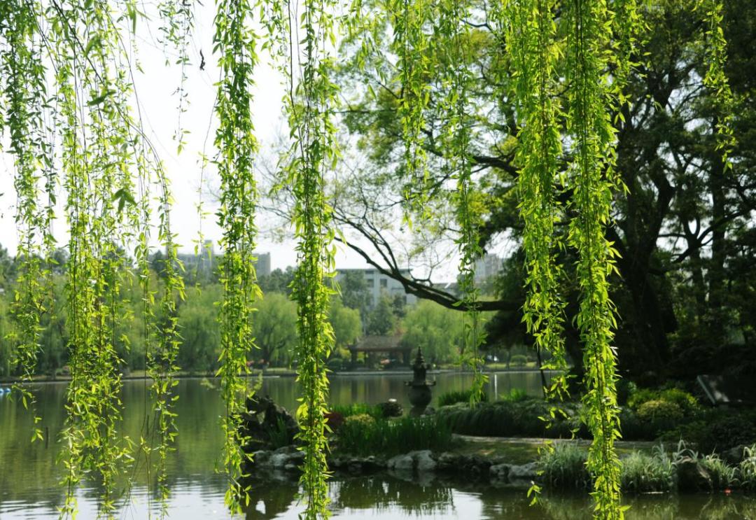 浙江大学中国最美校园,浙江大学玉泉校区校园