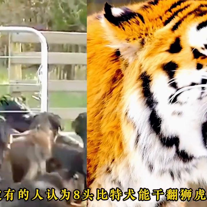 斗犬比特犬一旦开口咬人后果有多严重？必须狠心杀之否则后...