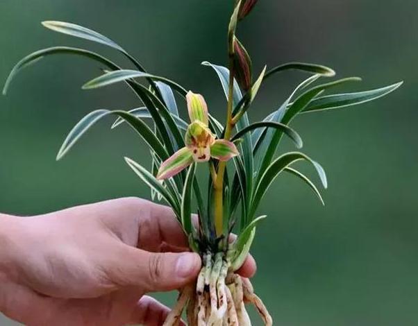 帝王妃金边矮种兰花带花苞,金边兰花帝王妃几月开花