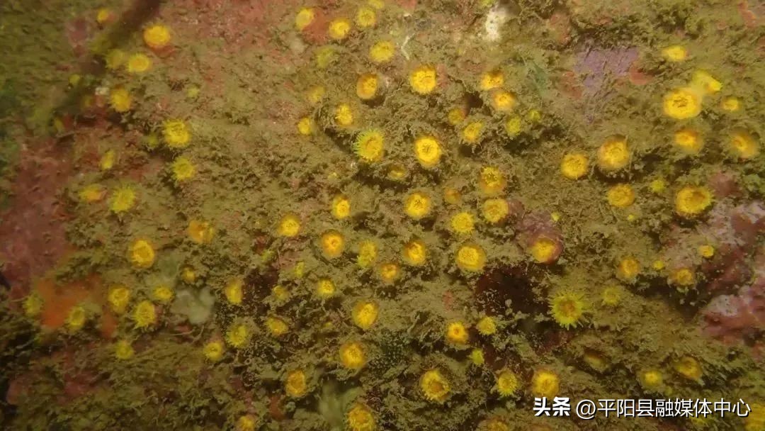 南麂岛哪个位置最好,坐拥八大出海口