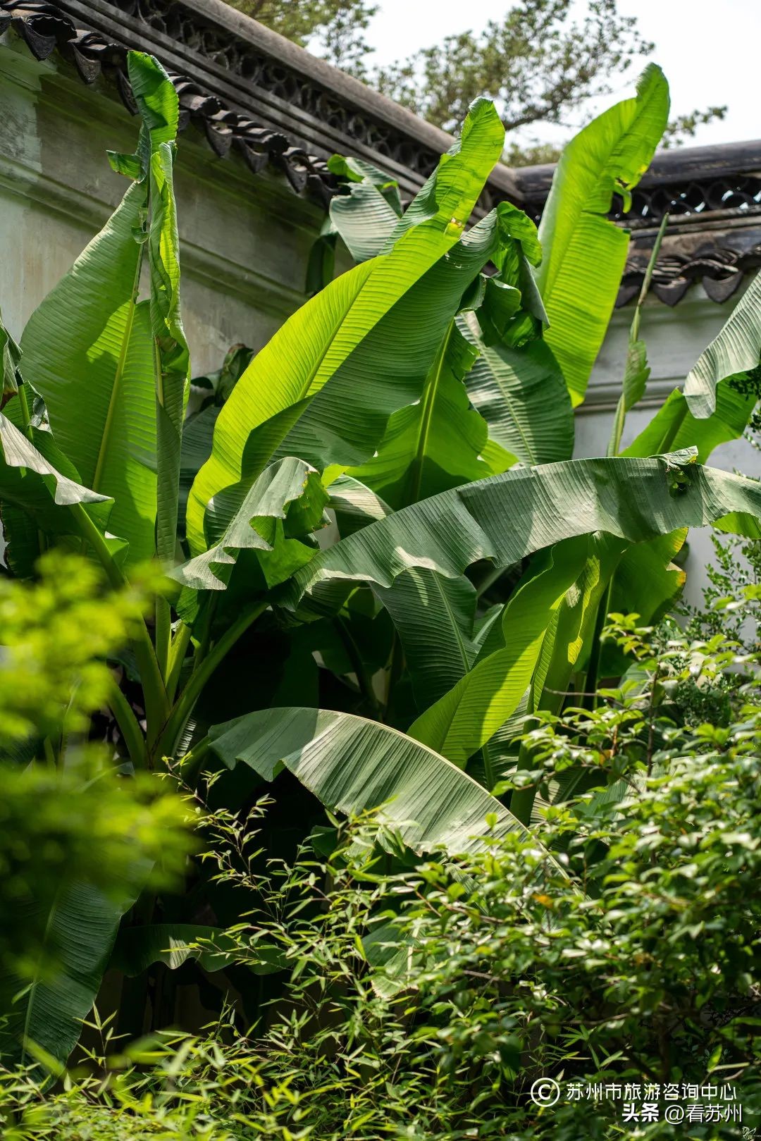 苏式园林庭院壁纸,苏州园林之夜壁纸