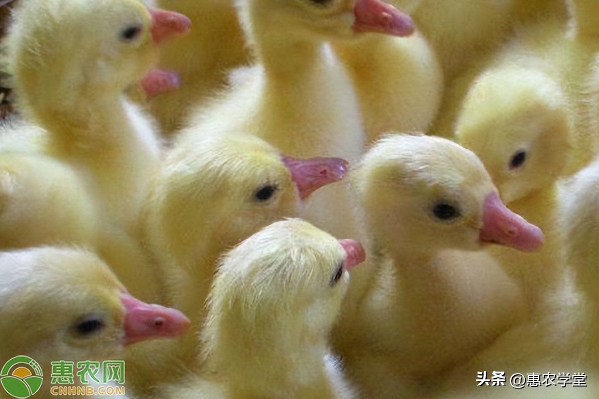 一斤左右鹅苗多少钱一只,现在鹅苗价格多少钱一只