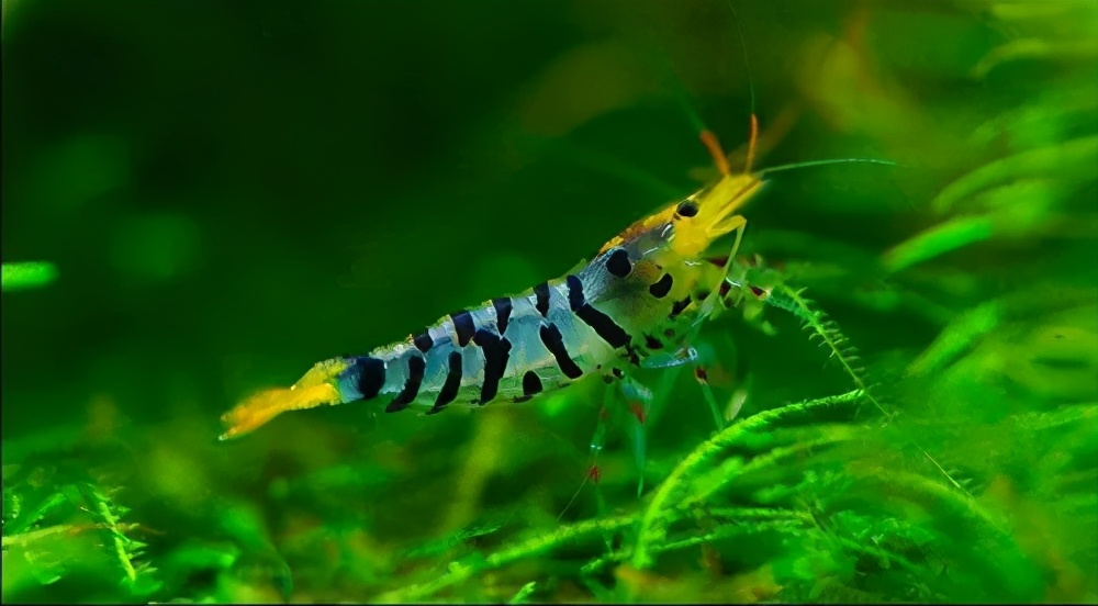 水晶虾养殖技巧和秘诀,菲律宾水晶虾怎么养殖的