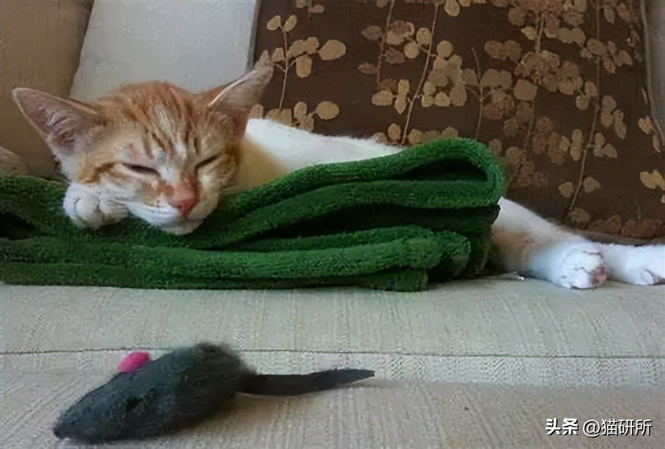猫咪为啥叼着玩具嚎叫?谷歌569万搜索解密...