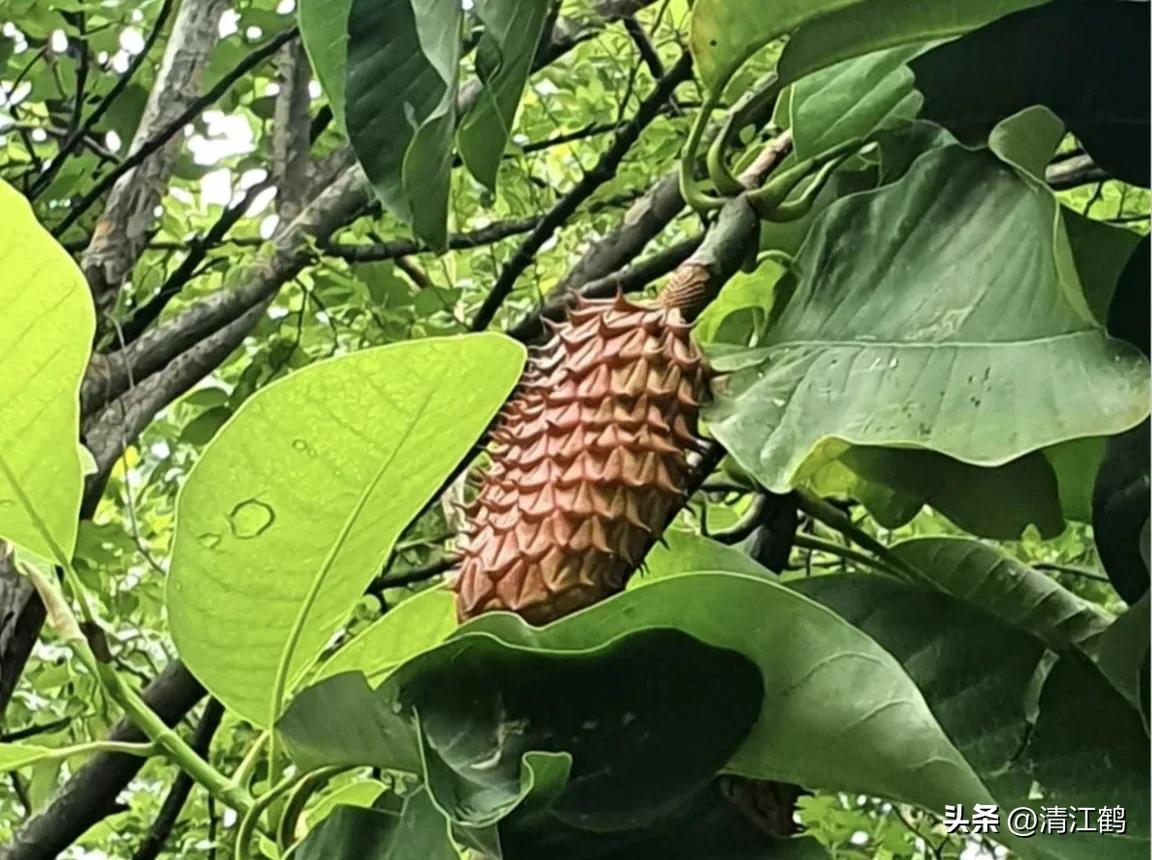 发财树“三木”药材再生环剥有“讲究”,5个细节要“避坑”