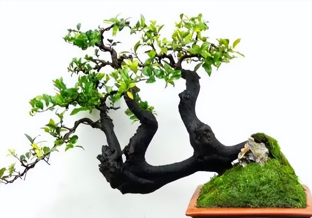 金弹子分公母，公有果母无果？5条解析告诉你