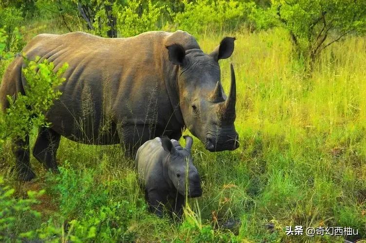 犀牛角的特殊用处,犀牛角有什么特殊用途