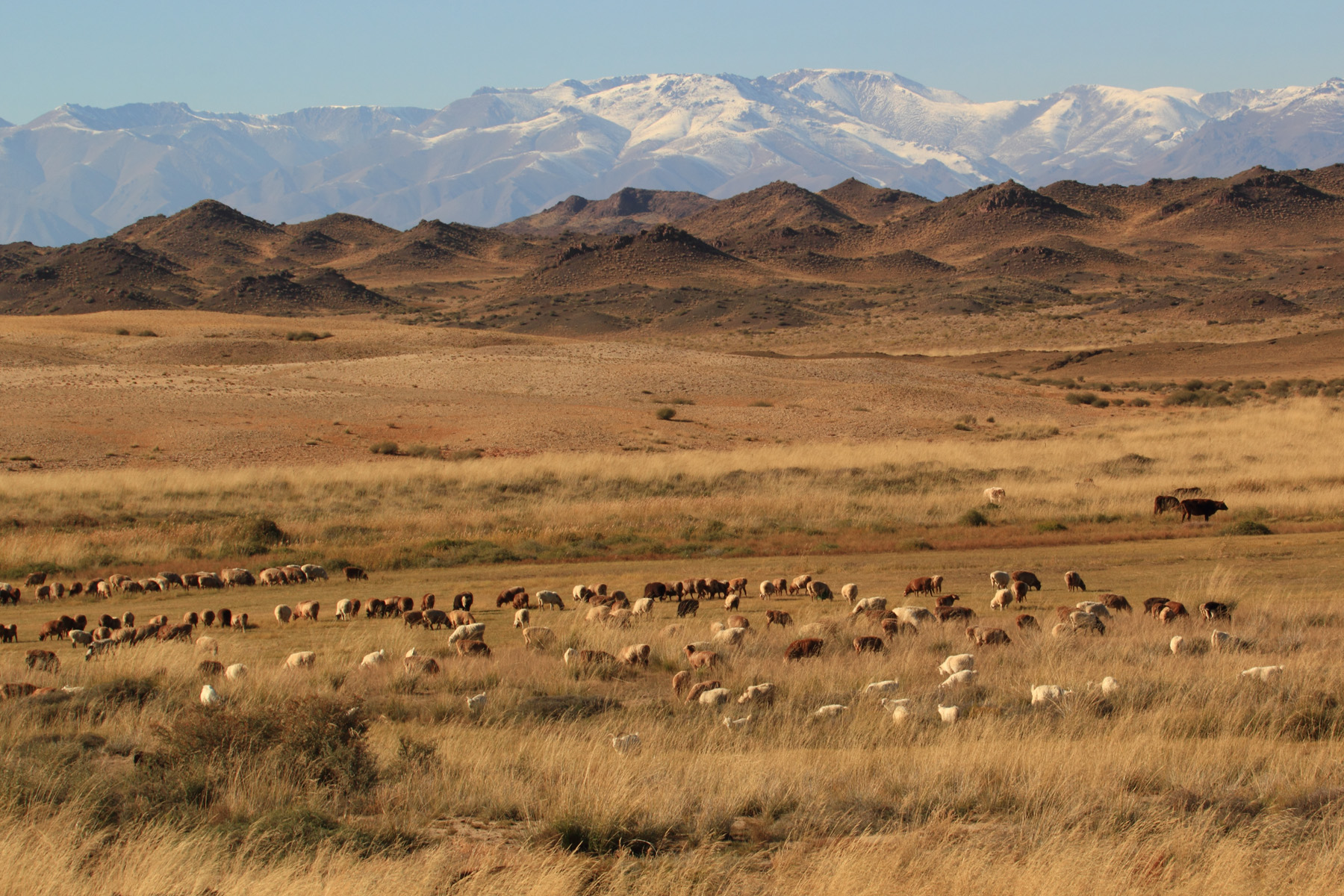散文|李娟：富裕的肥皂
