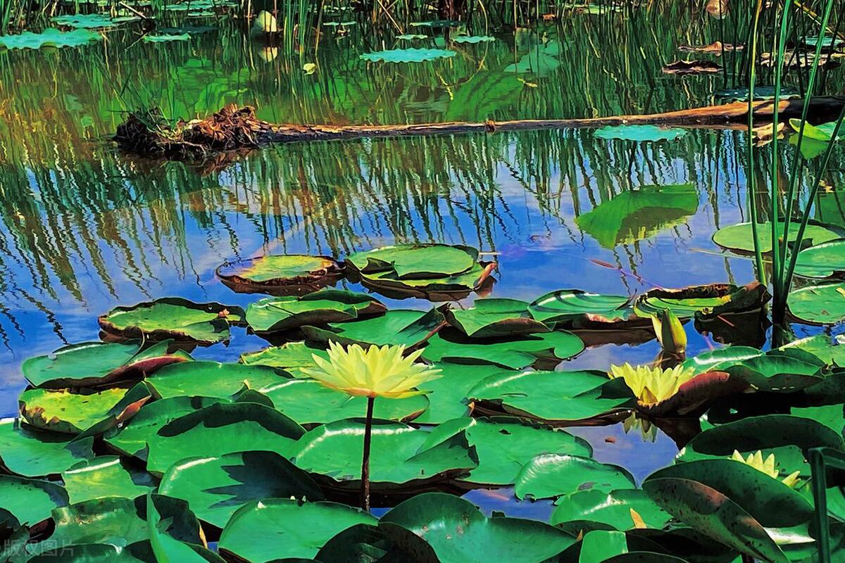 普者黑有哪些风景点,普者黑山水美如画