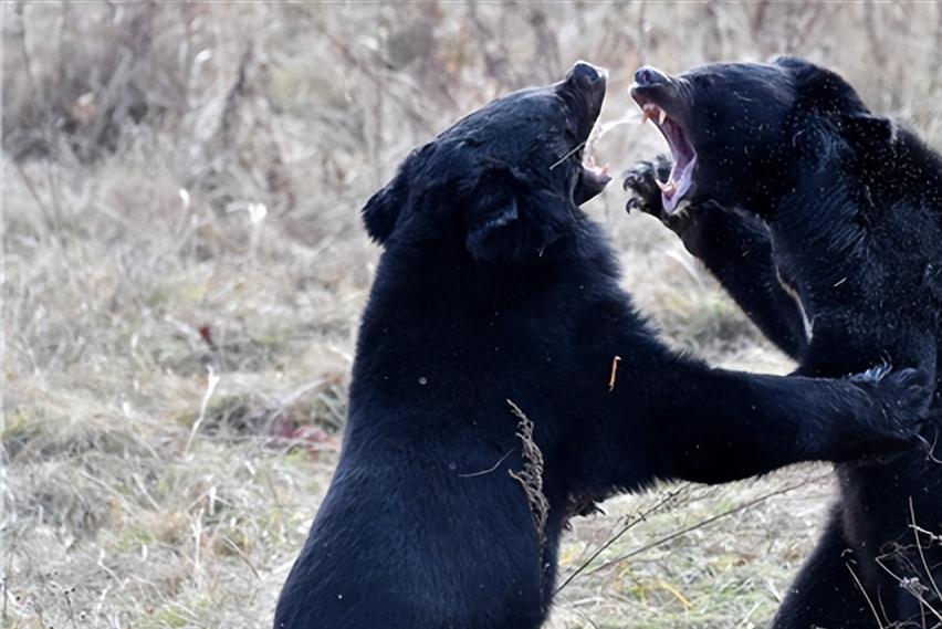 大熊猫是目前熊科唯一的哺乳动物,大熊猫为什么属于熊科