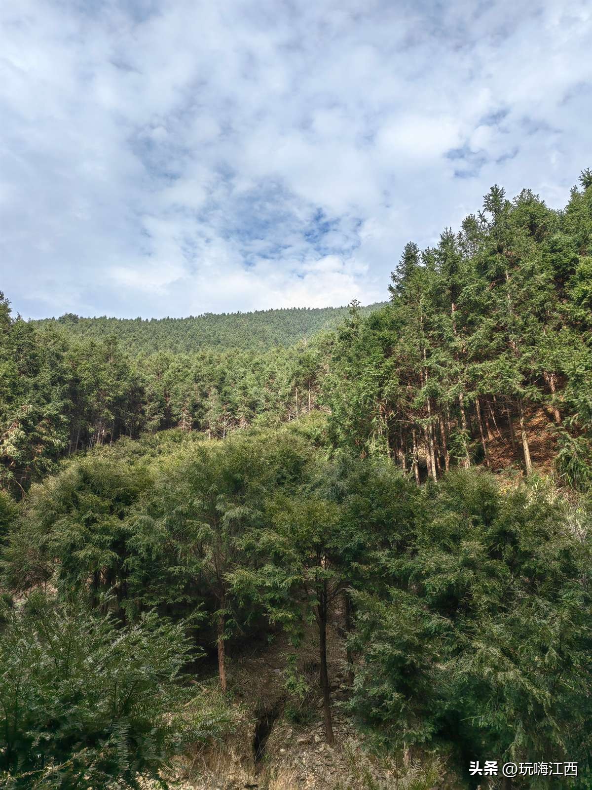 吉安安福红豆杉附生铁皮石斛为例多糖的讨论