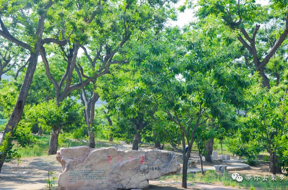 迁西板栗全球认养,迁西县板栗树