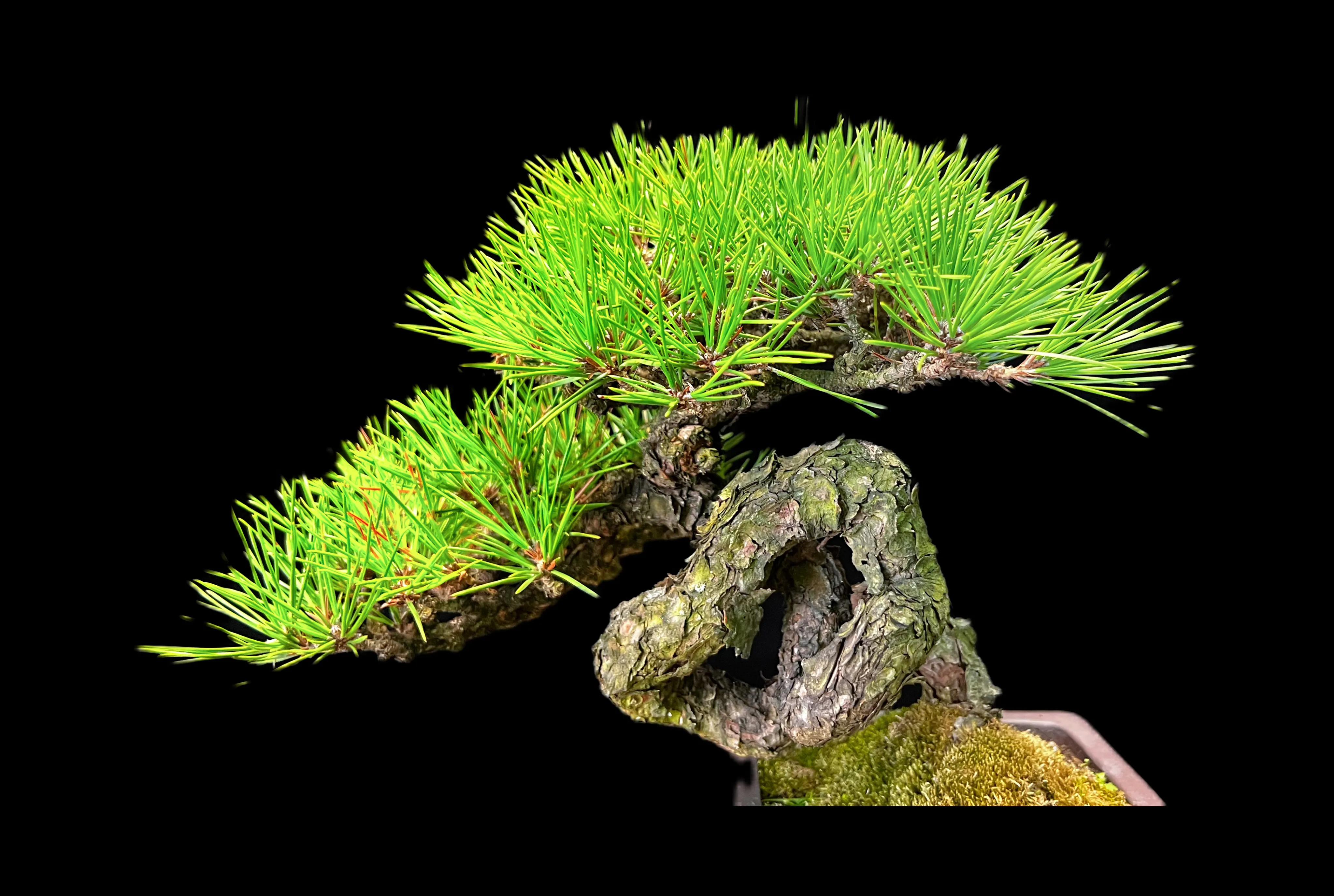 黑松嫁接老桩视频,黑松嫁接时间和技巧