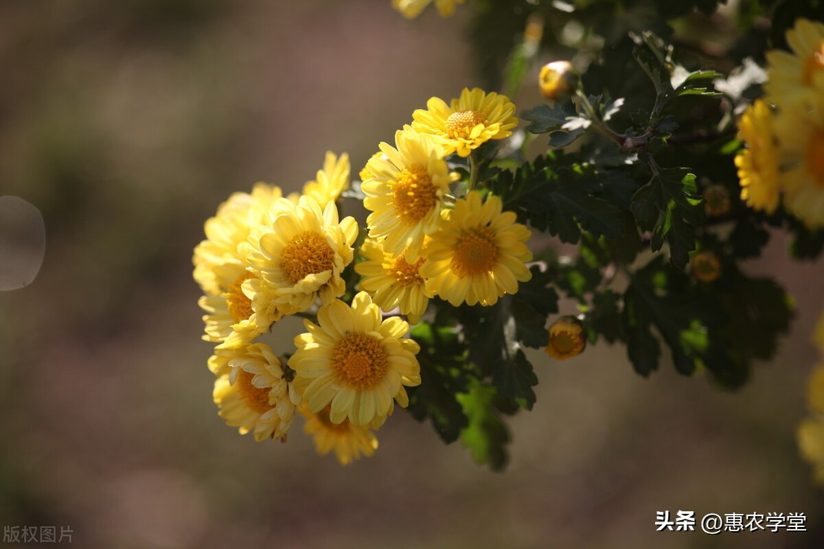 菊花种子推荐,哪些菊花种子一年四季可以种
