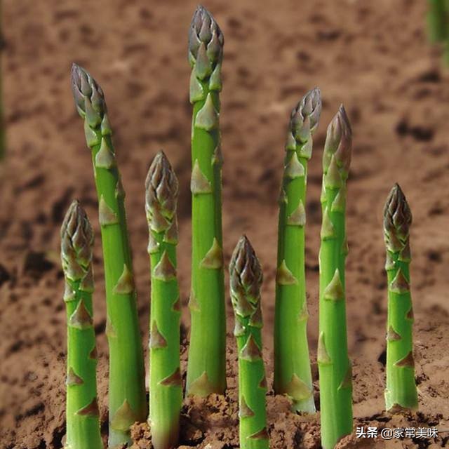 芦笋深绿色好还是浅绿色的好,芦笋是绿色好还是红色好