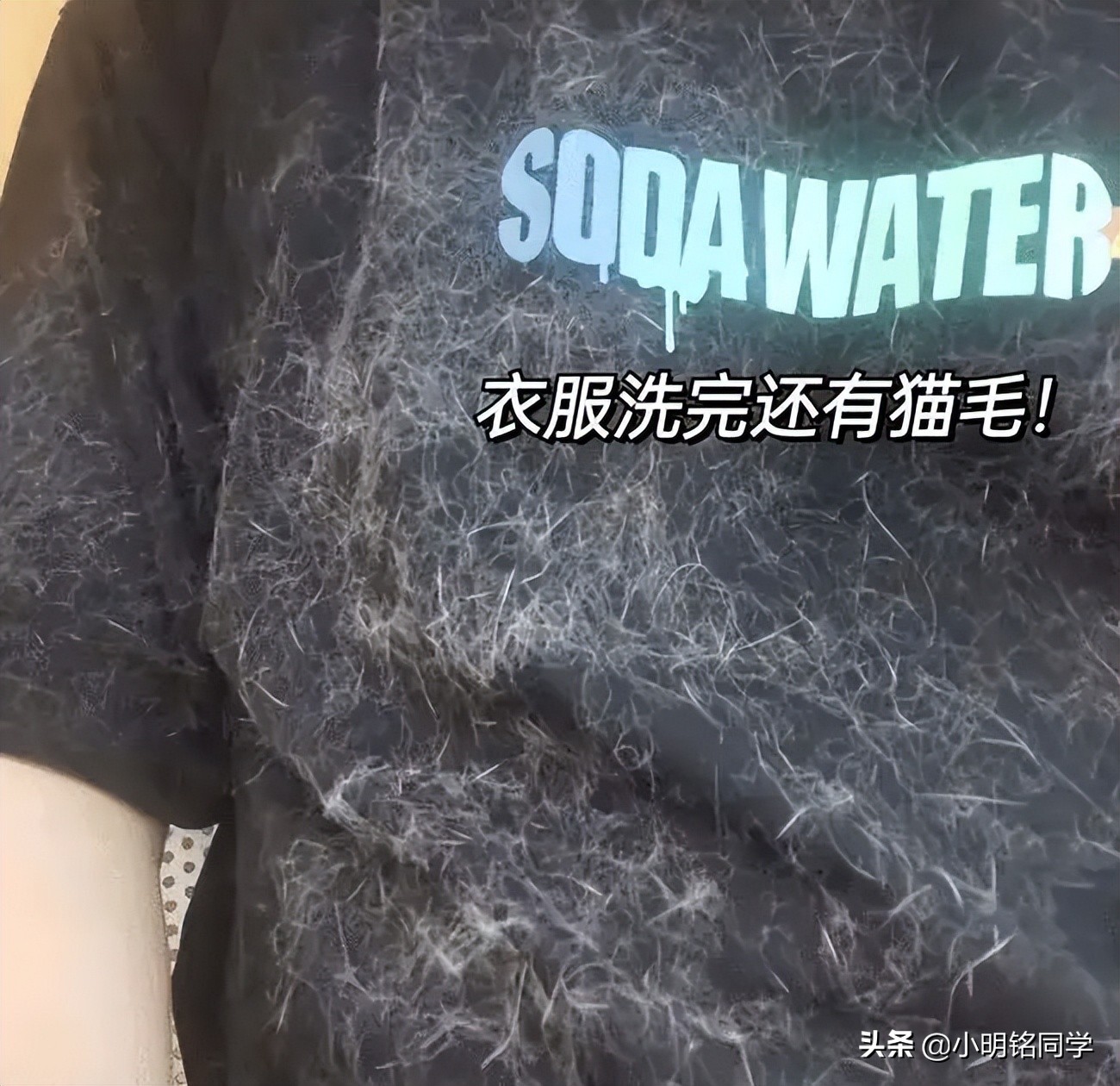 养什么猫狗不掉毛,养猫沙发用什么面料好