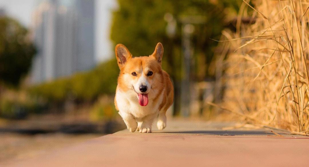 哪种宠物狗长寿又好养,盘点6种长寿狗不妨入手养一只吧