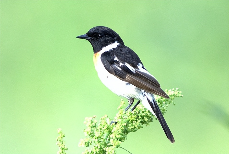 鸟儿大全高清图,高清珍稀鸟动态图片大全