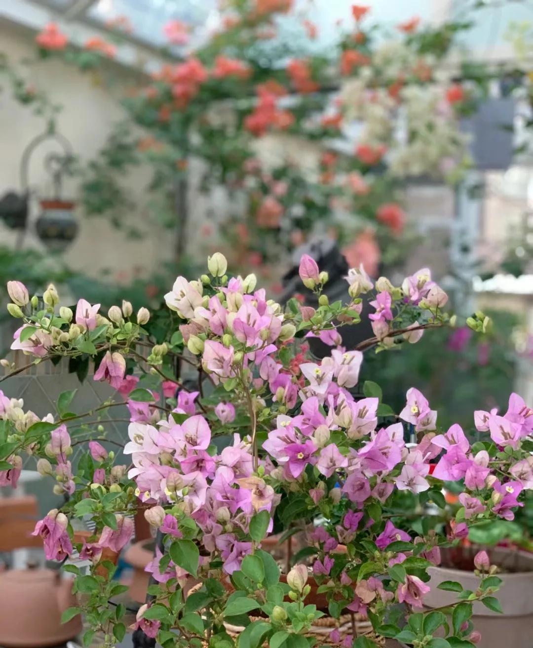 90后将天台改造成空中花园,90后姑娘回家改造楼顶花园