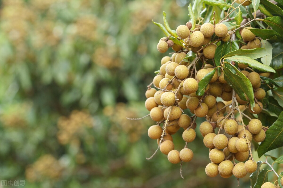 广东湛江一年四季水果名单,湛江特色水果介绍